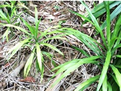 Kon Tum: Trồng sâm cau dưới tán rừng